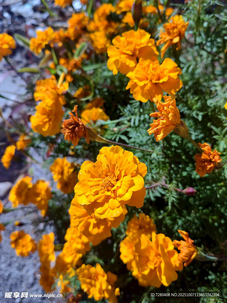 鮮艷橙色萬(wàn)壽菊綻放