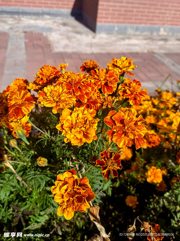 鮮艷萬(wàn)壽菊綻放于路邊