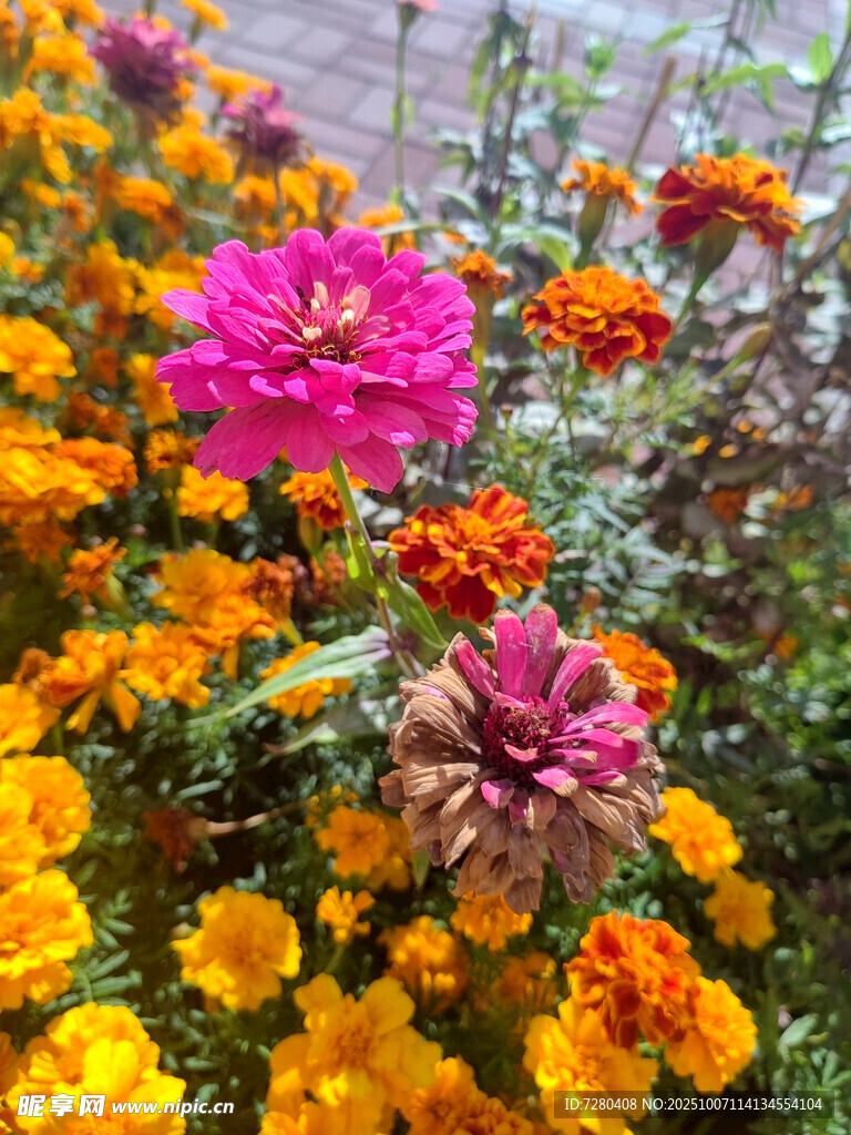 多彩花卉綻放
