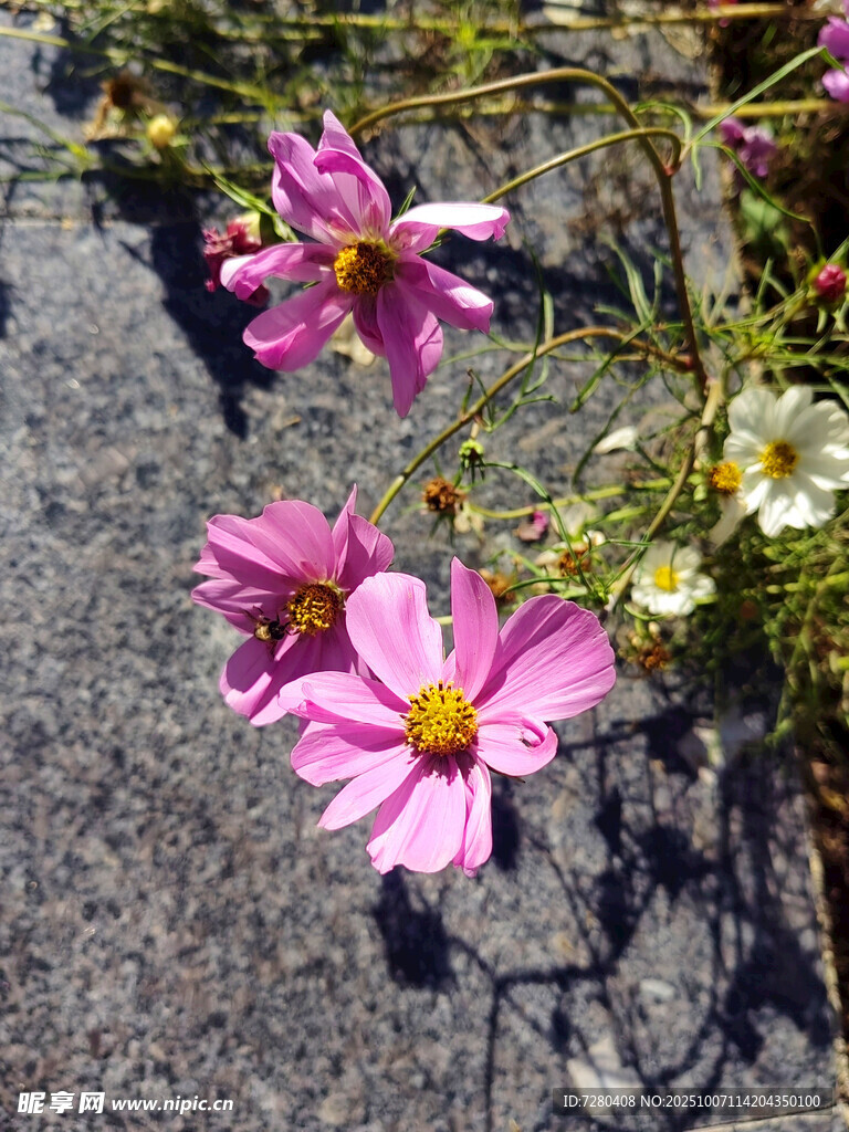 路邊綻放的美麗粉色花朵