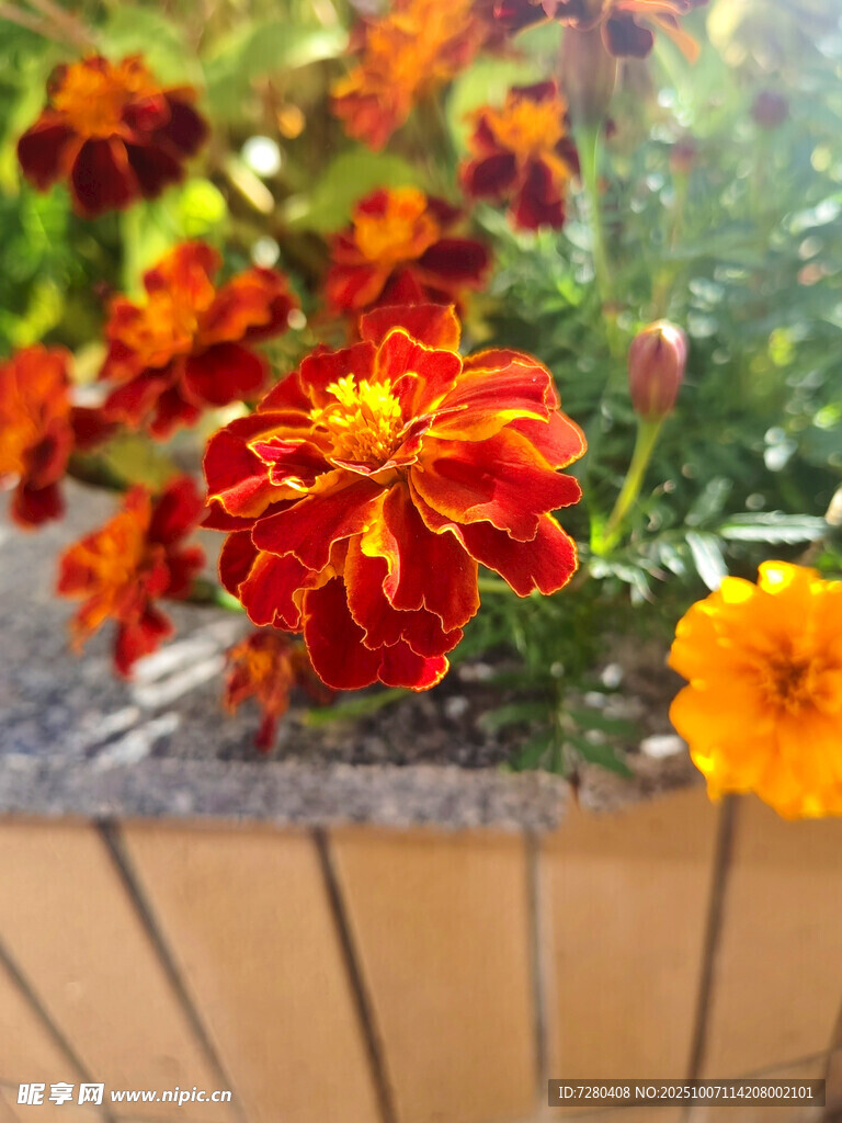 鮮艷多彩的盆栽花卉