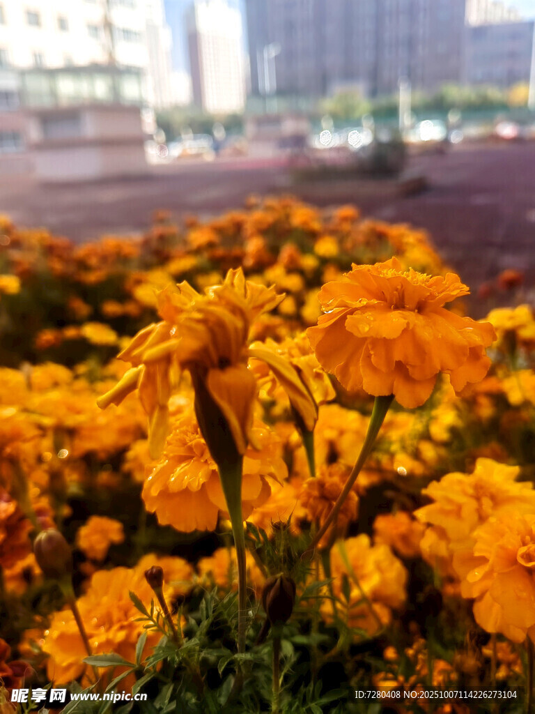 街頭盛放的燦爛萬壽菊