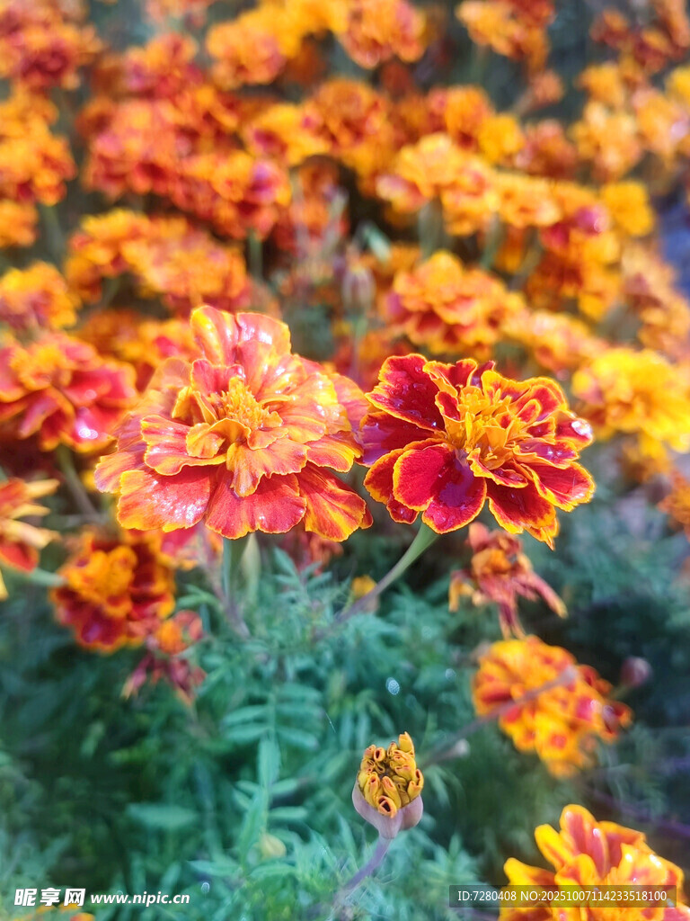鮮艷萬(wàn)壽菊綻放美景