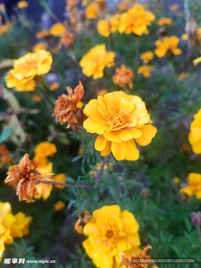 綻放的黃色萬(wàn)壽菊花朵