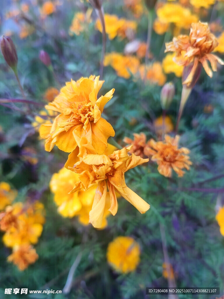 綻放的美麗黃色花朵