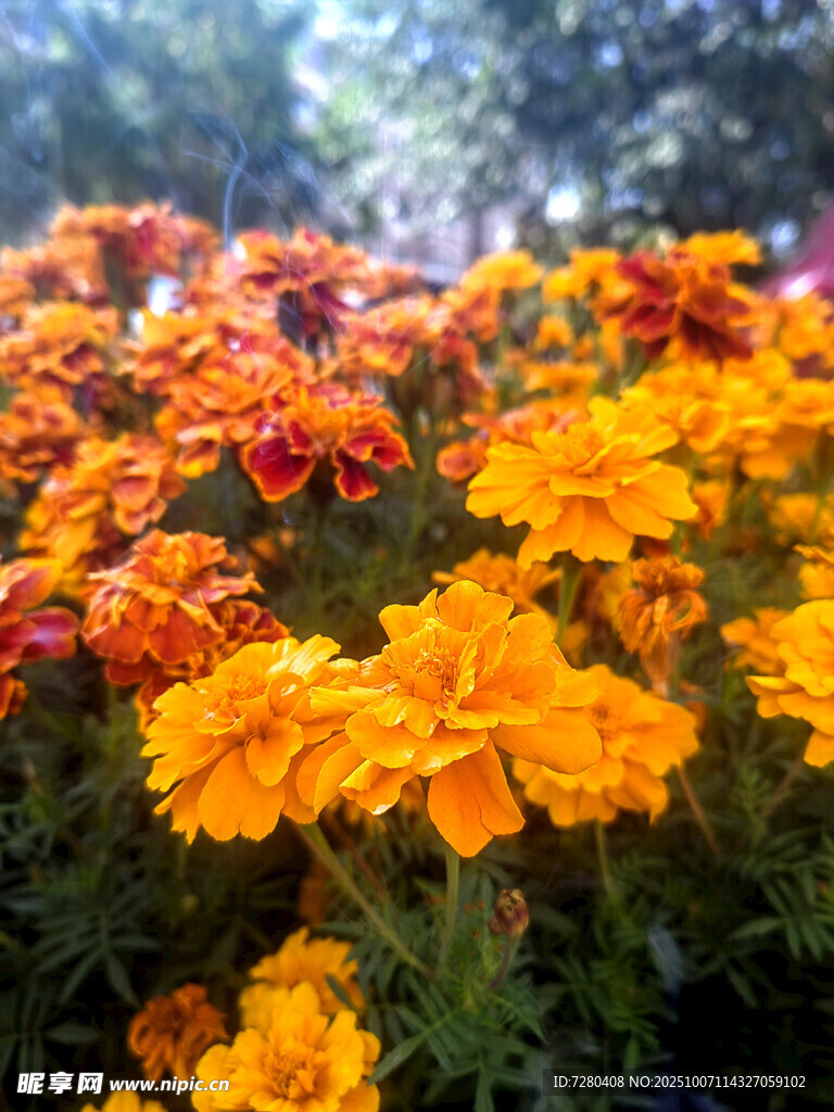絢爛萬壽菊綻放美景
