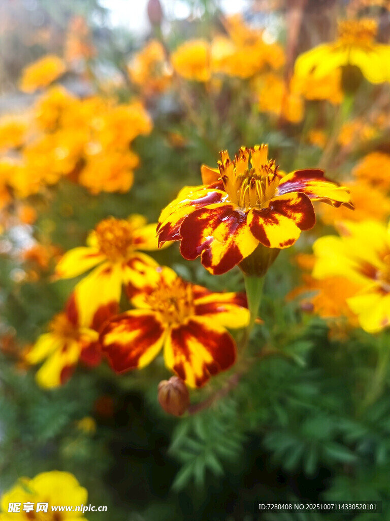 多彩萬(wàn)壽菊綻放