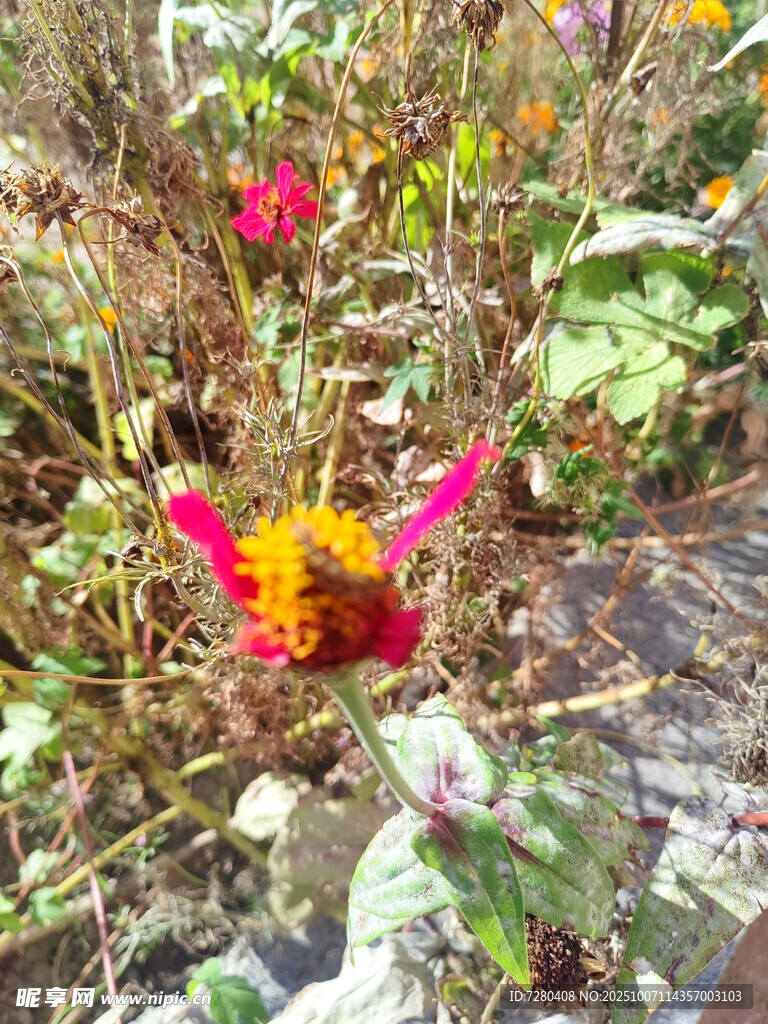 花叢中的艷麗花朵