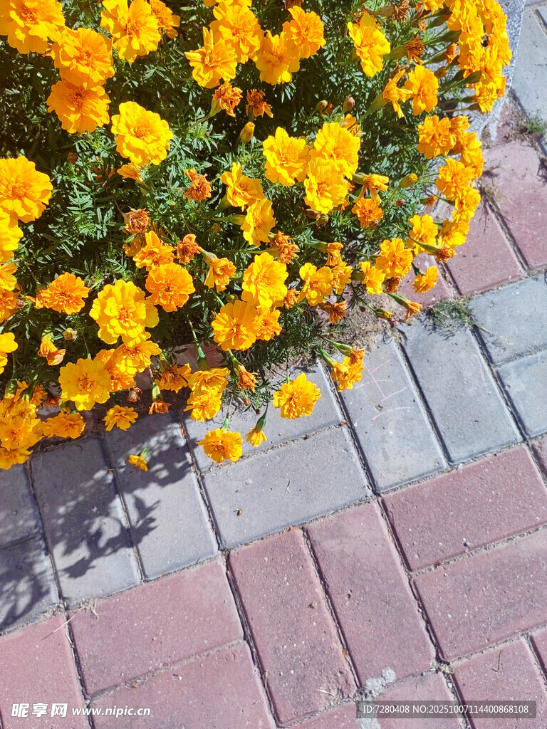 磚縫間綻放的燦爛小黃花