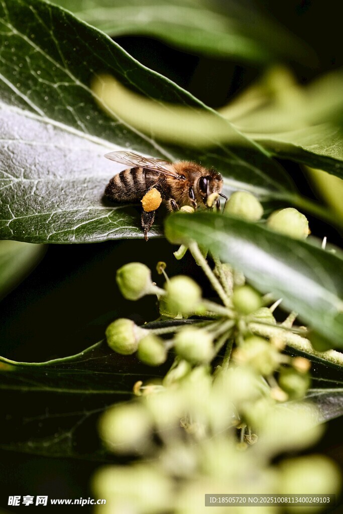 蜜蜂停留在綠葉繁花間