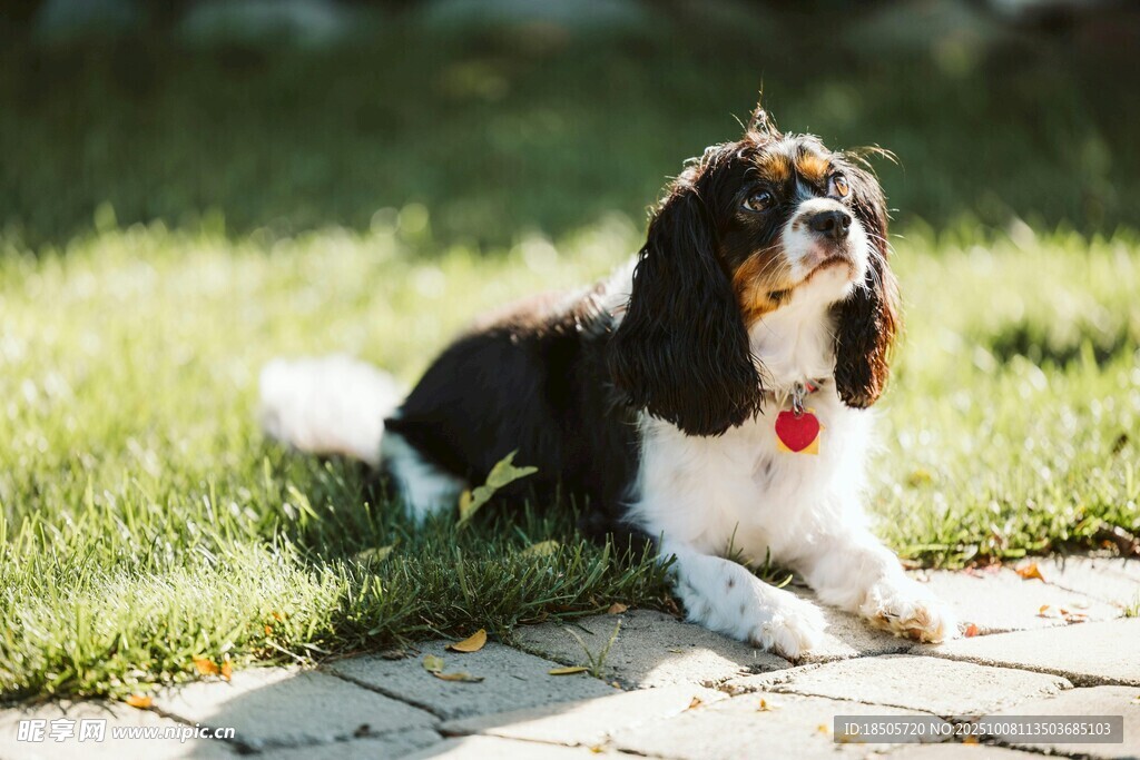 黑白萌犬愜意趴于草地