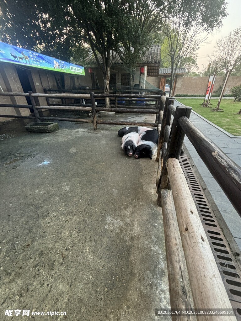 熊貓在戶外場地活動