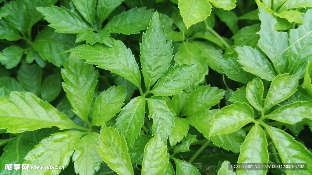 絞股藍(lán)  翠綠繁茂的植物葉片