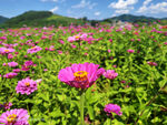 絢爛花海 綻放的美麗瞬間