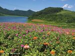 花海湖畔美景