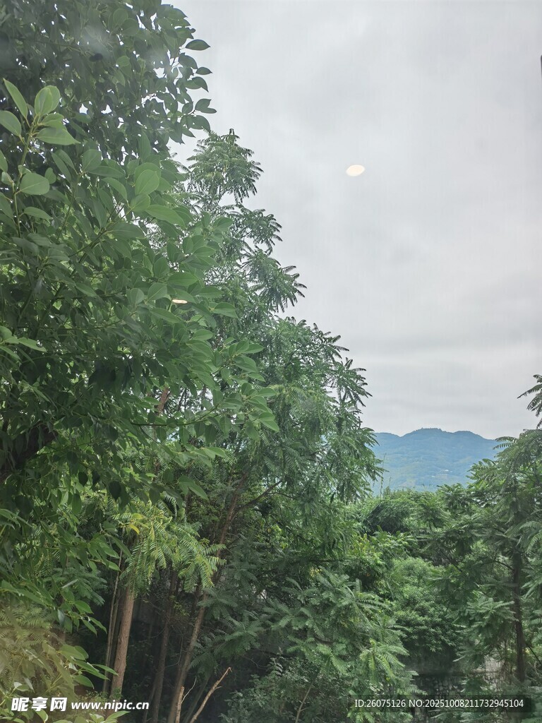 山林綠意景觀