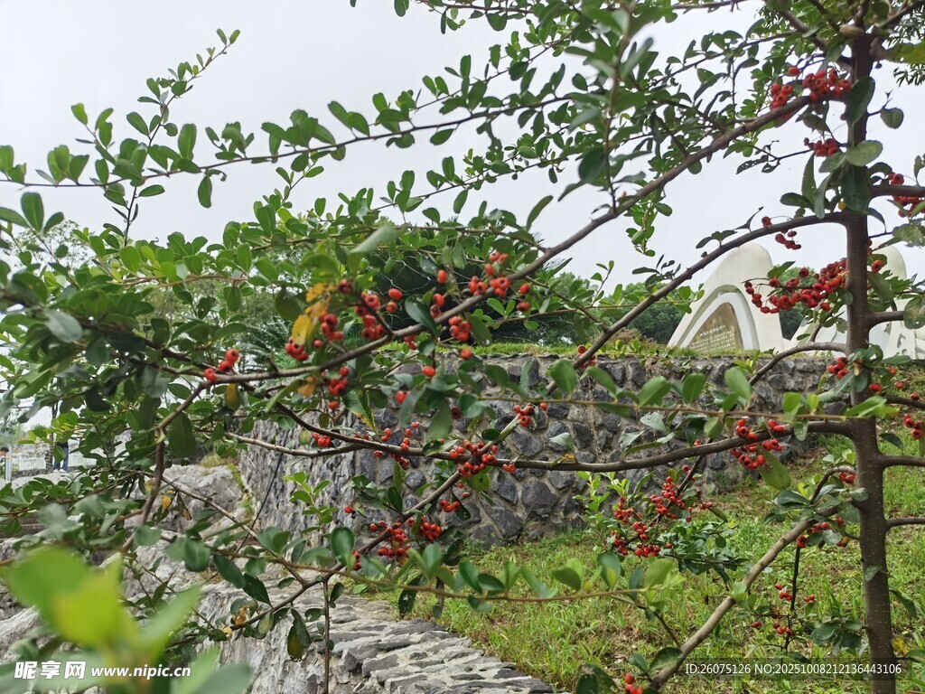 枝頭碩果累累的果樹(shù)景象