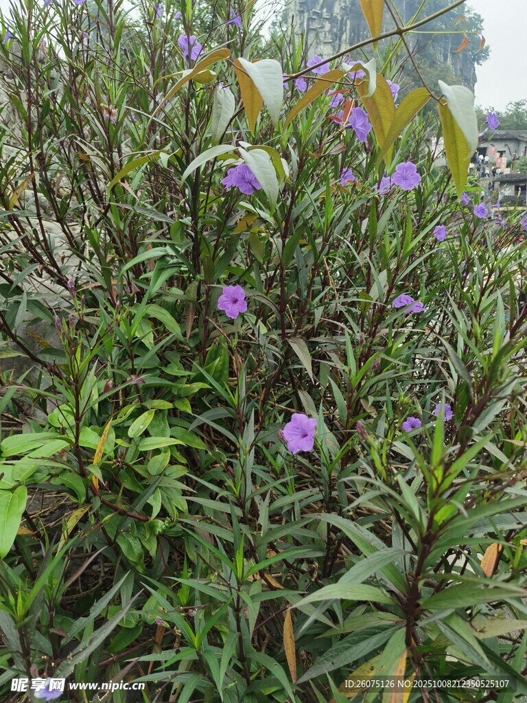 紫色小花綻放于綠葉間