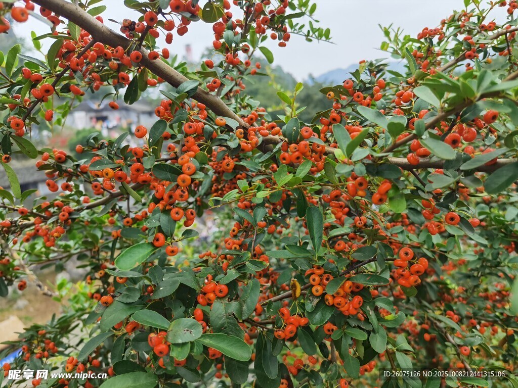 枝頭紅果累累的誘人景象