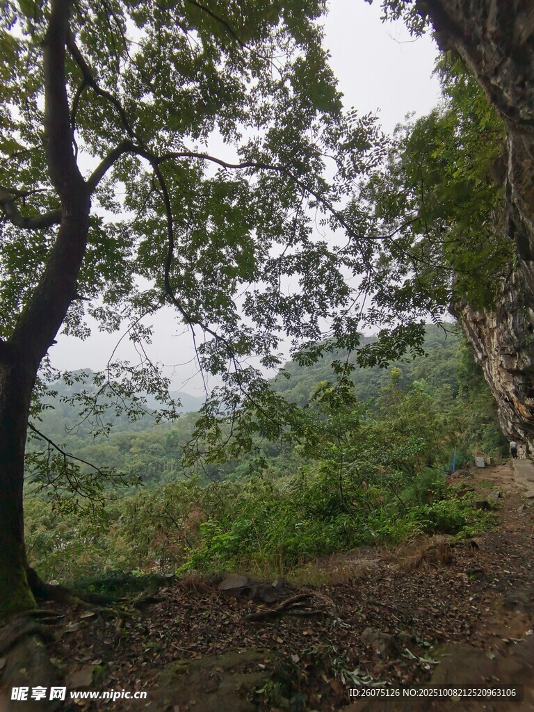 山林間樹木與開闊遠景