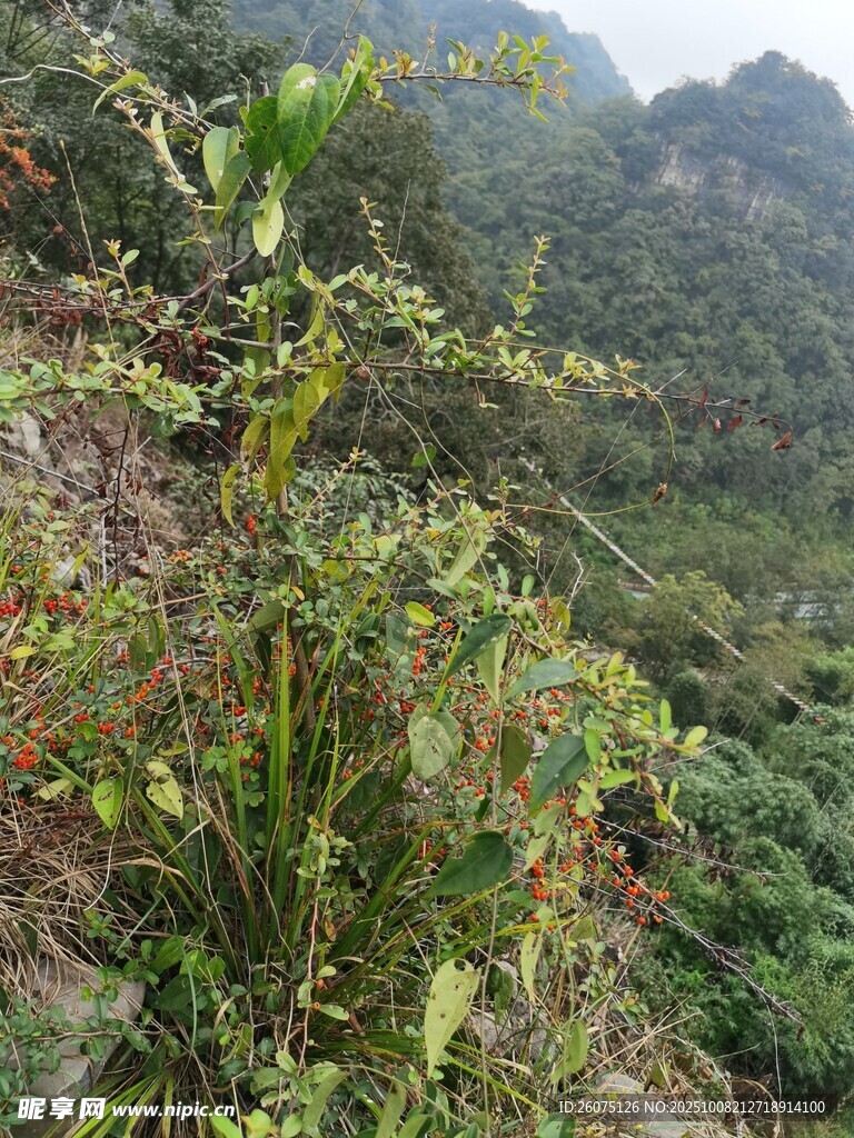 山間繁茂綠植景觀