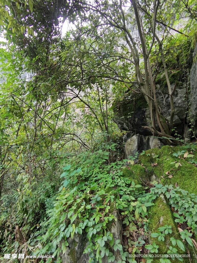 山林間繁茂的綠植景觀