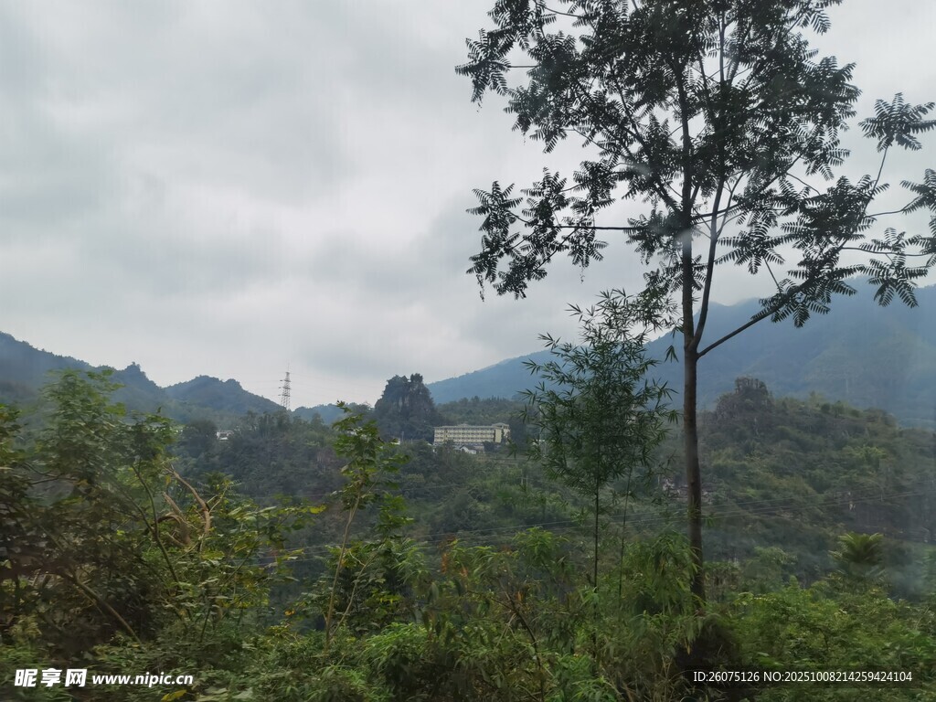 山林中的樹木與朦朧遠(yuǎn)景