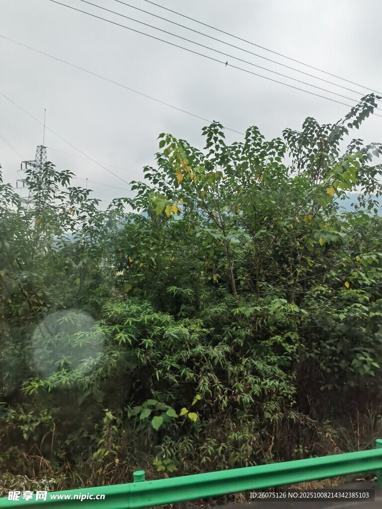 車(chē)窗外的蔥郁綠植