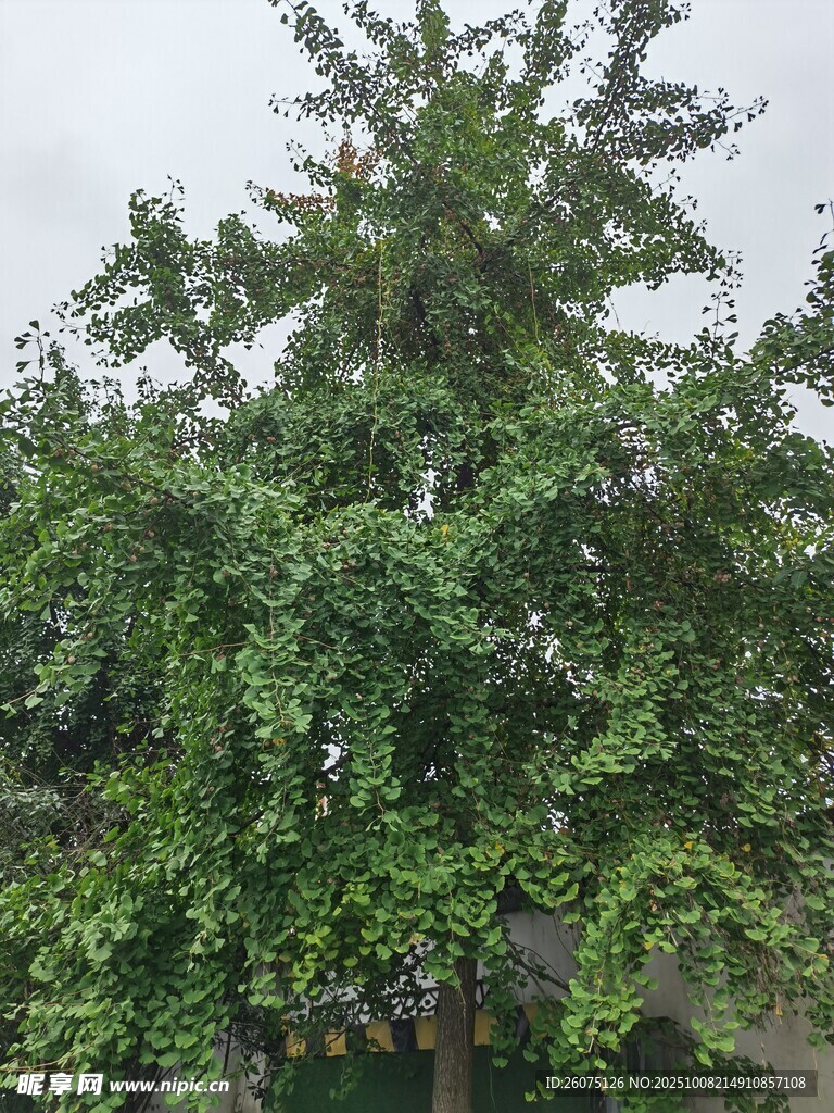 茂盛的綠樹(shù)