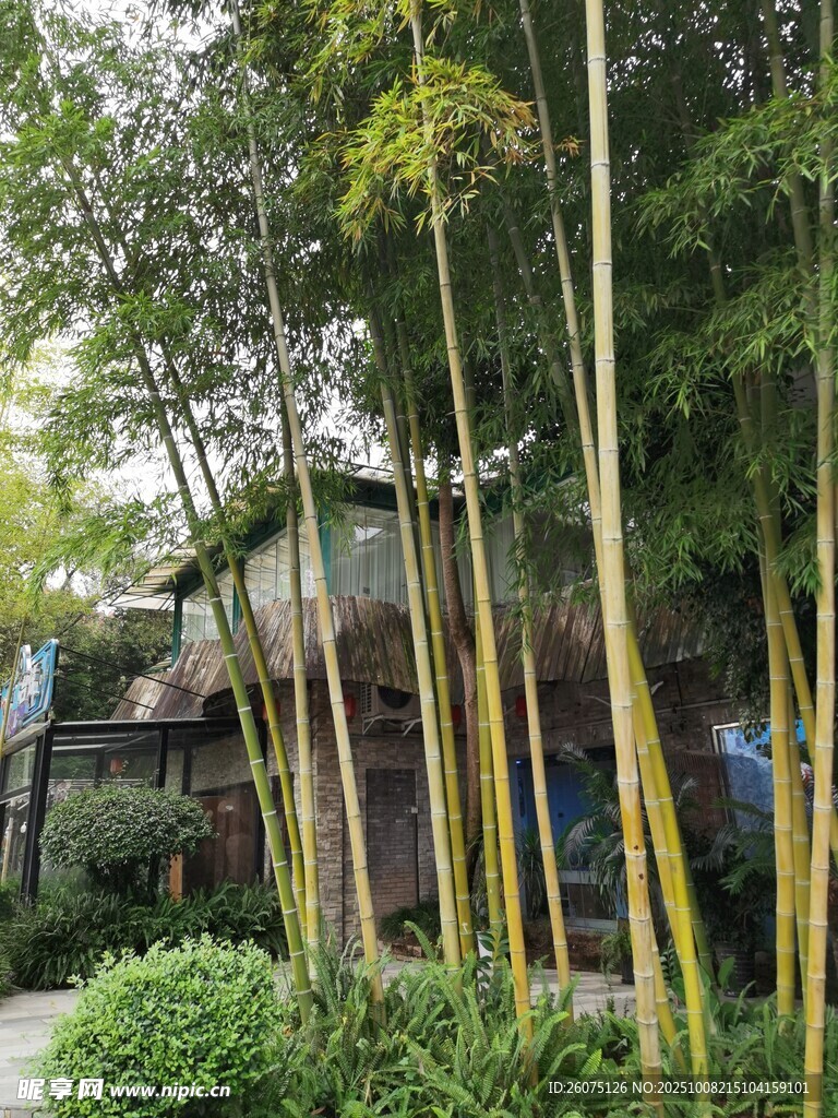 竹林環(huán)繞的雅致庭院