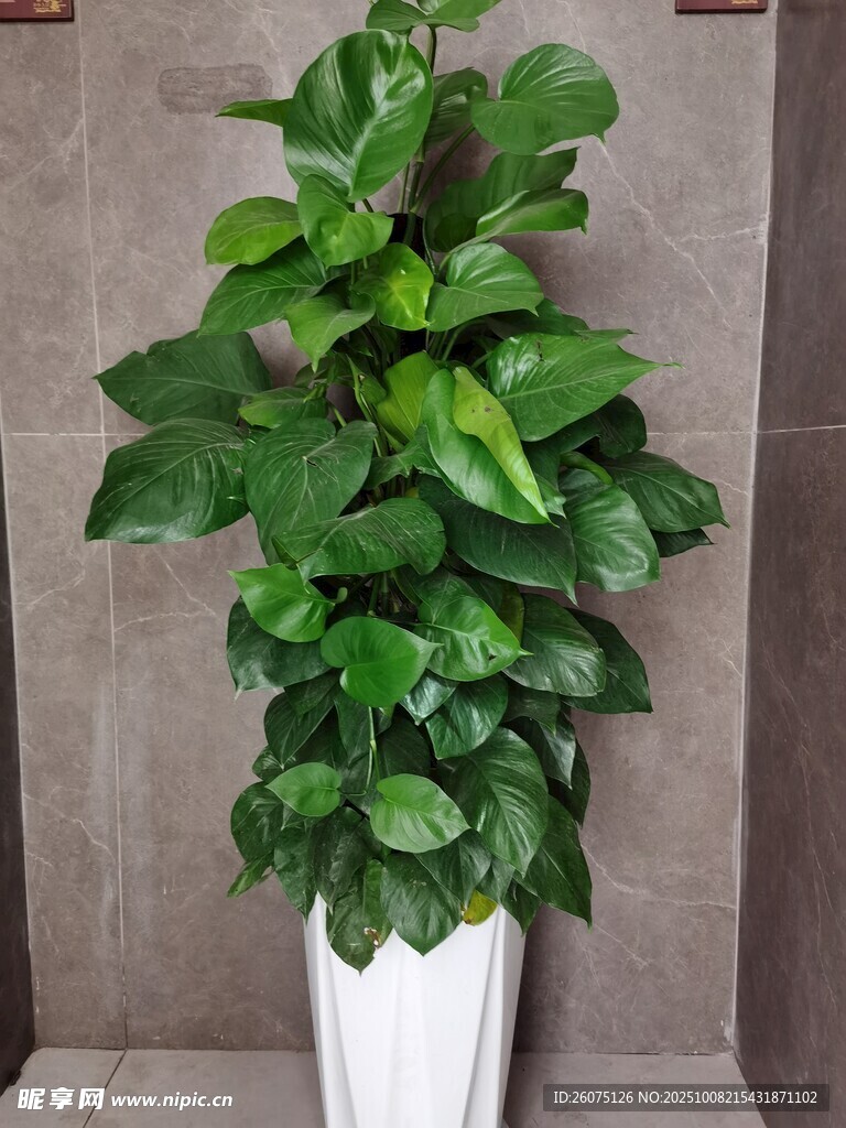 白色花盆中的茂盛綠植