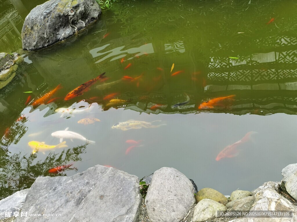 池塘錦鯉嬉戲于石旁