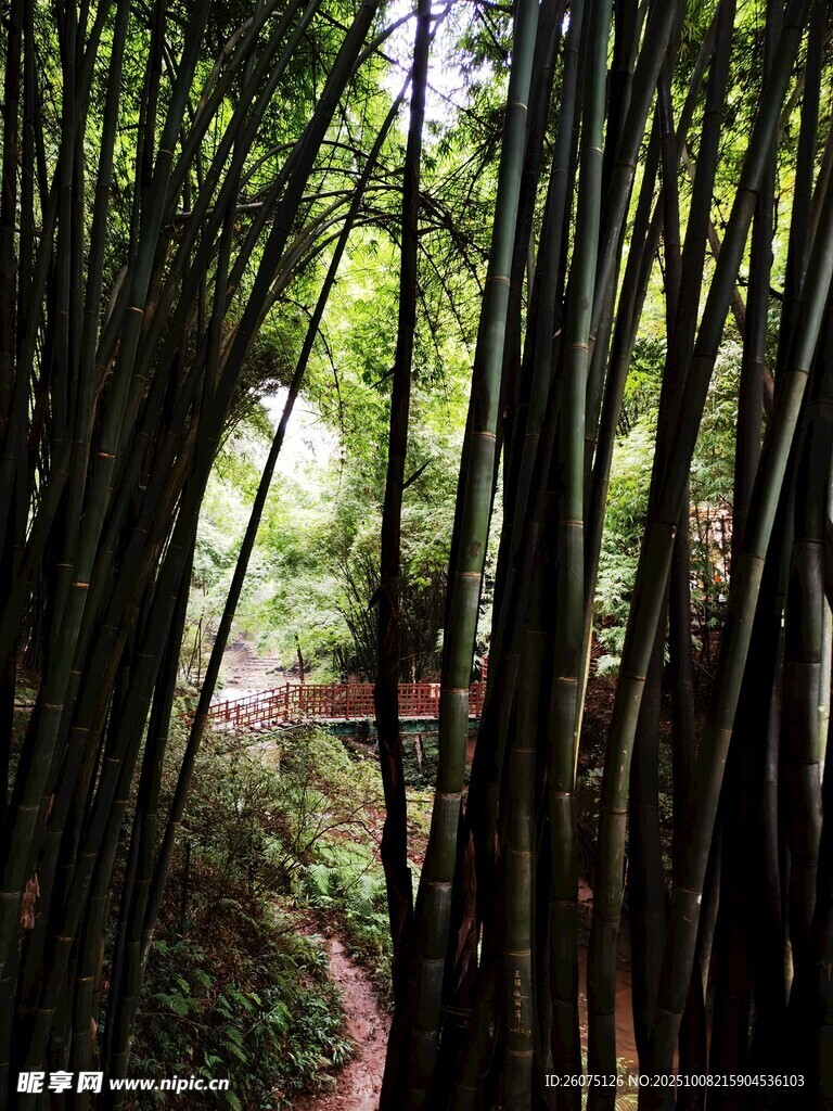 竹林小徑清幽自然之景