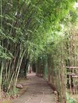 竹林小徑清幽自然之景
