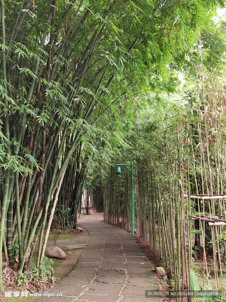 竹林小徑清幽自然之景