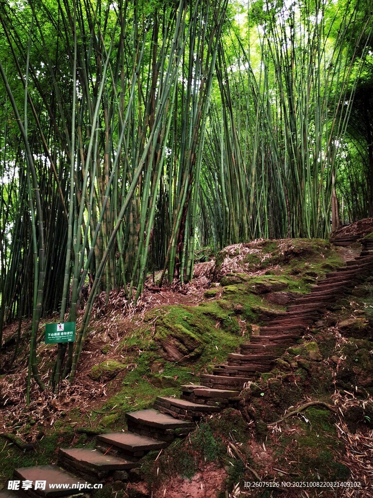 竹林間的蜿蜒石階小徑