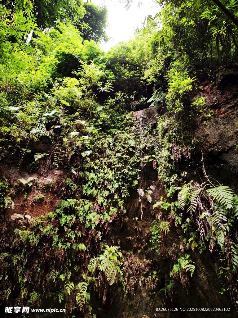 山間繁茂綠植景觀