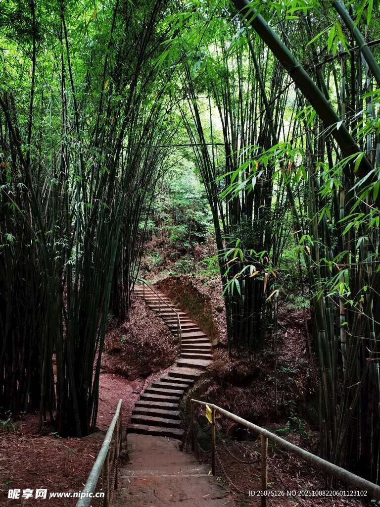 竹林間的蜿蜒石階小徑