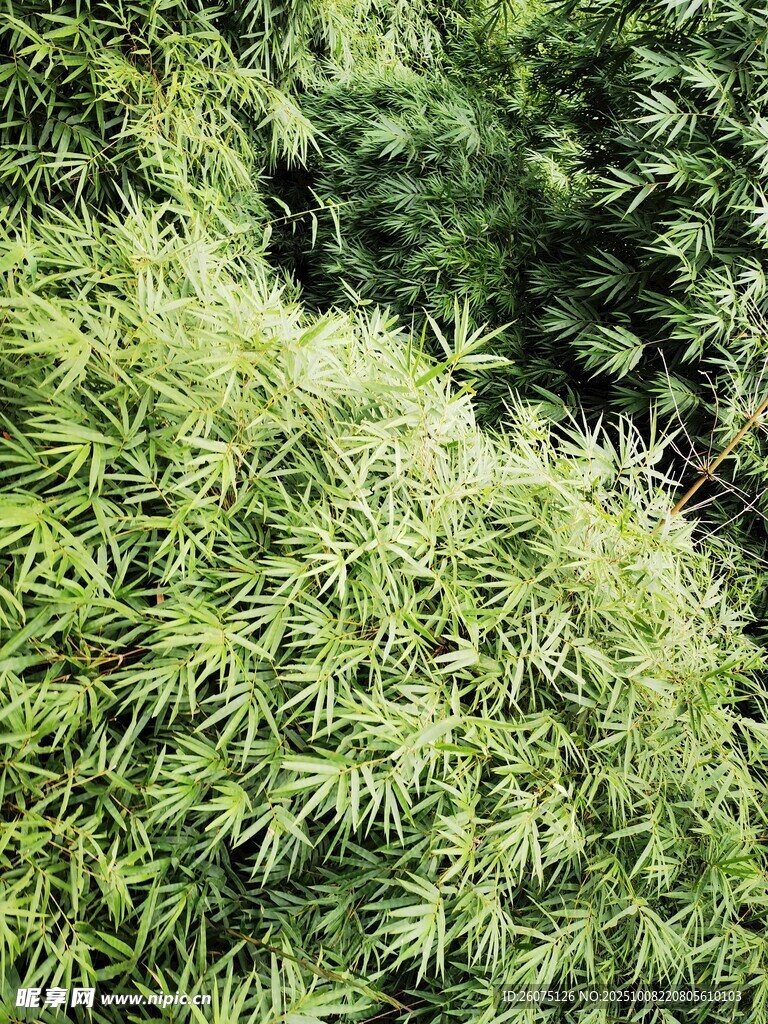 翠綠繁茂的綠植景觀