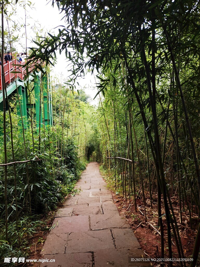 竹林間的幽靜石板小徑