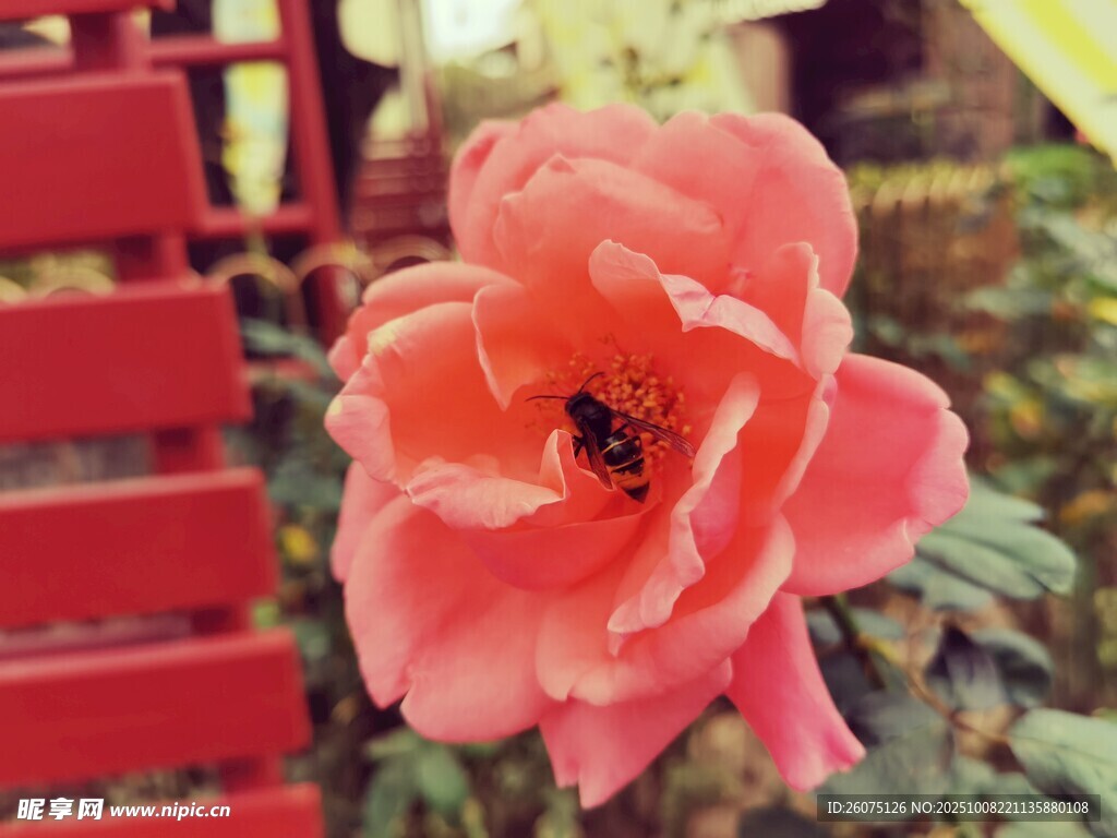 嬌艷粉花與紅椅的景致