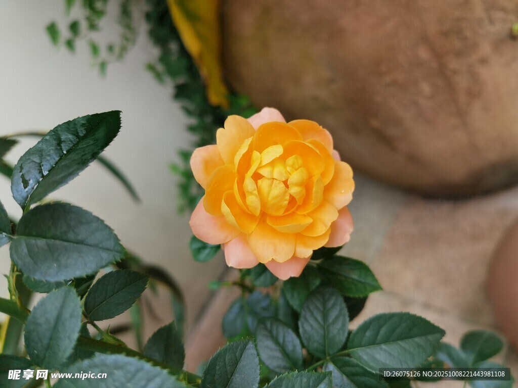 嬌艷黃玫瑰綻放綠葉間