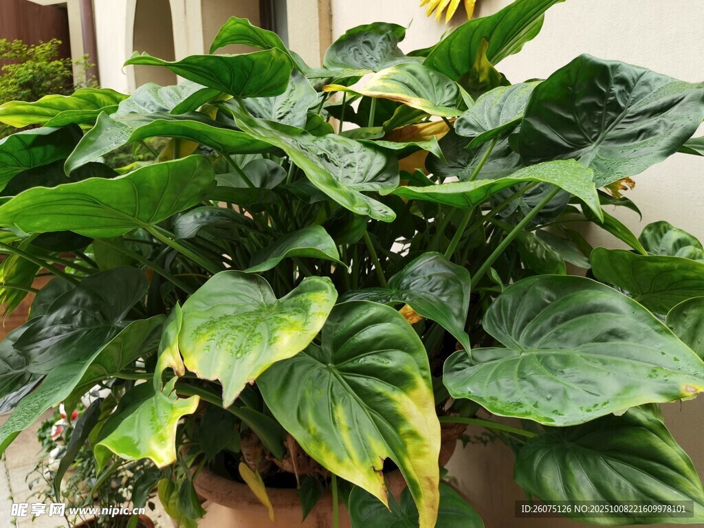 翠綠斑斕的室內(nèi)觀葉植物