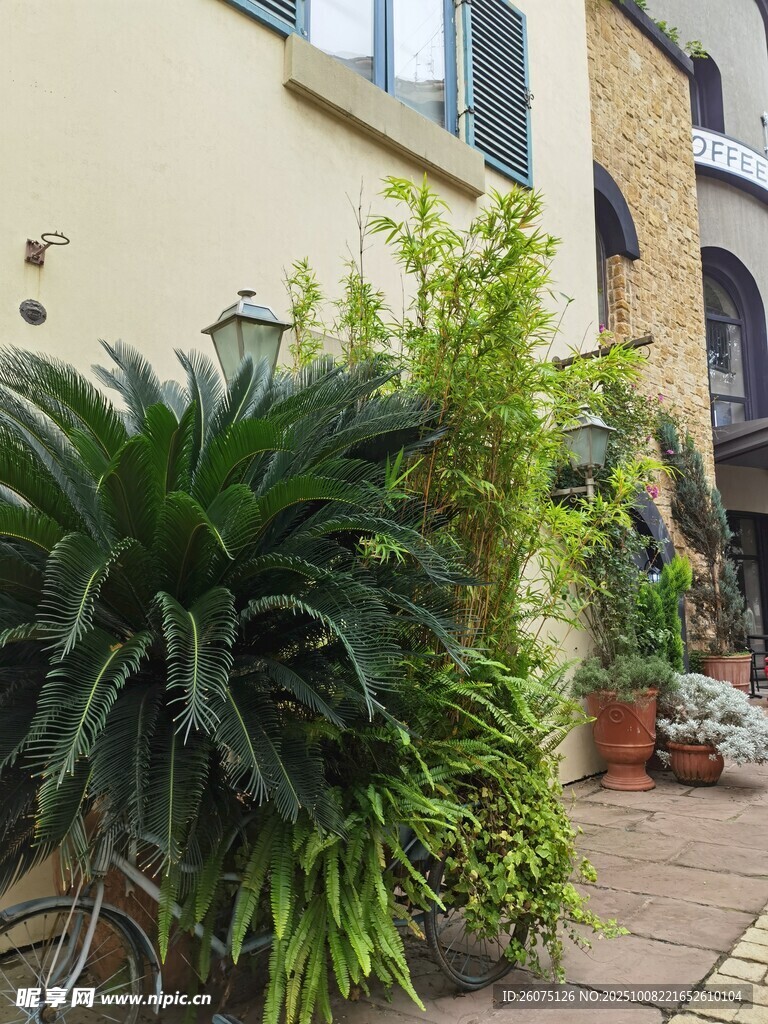 庭院綠植景致
