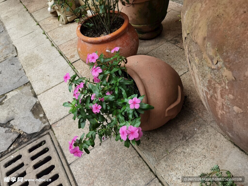 傾倒花盆中的嬌艷小花