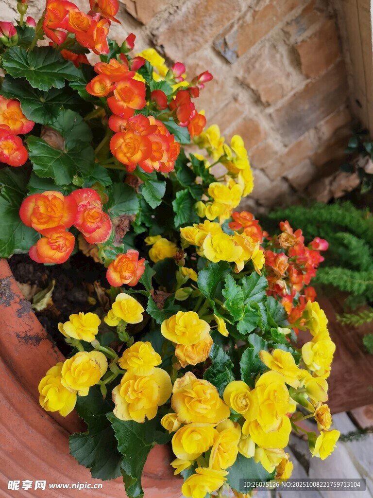 多彩盆栽花卉綻放生機(jī)