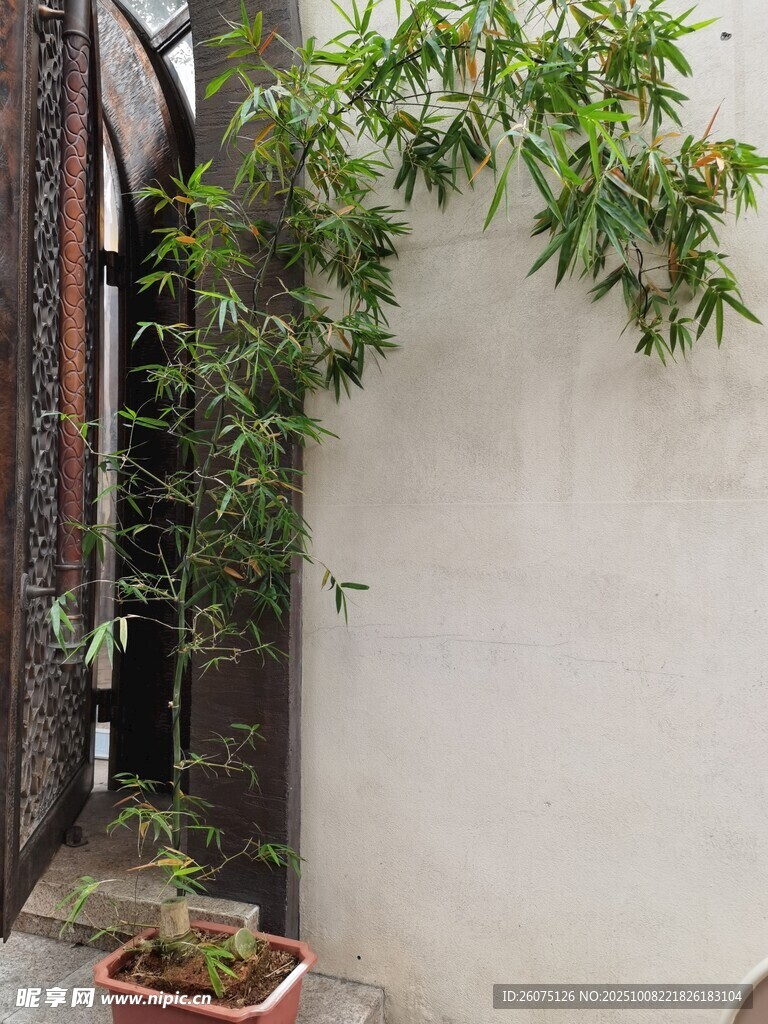 墻邊綠植生機(jī)盎然