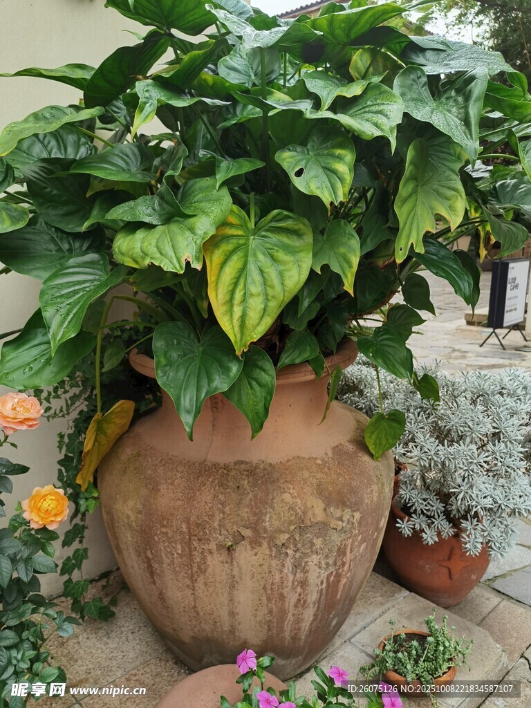 陶盆綠植裝點(diǎn)庭院角落