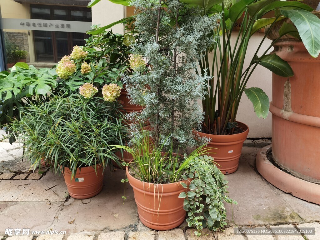 庭院中的多彩盆栽植物