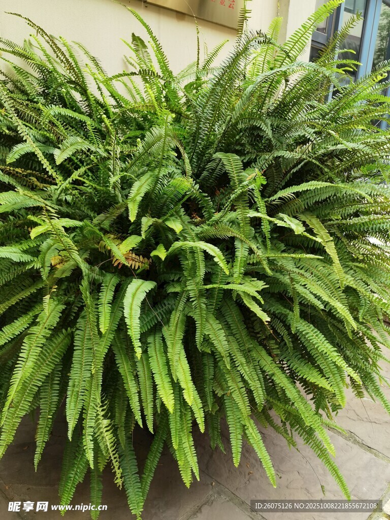 翠綠茂盛的蕨類盆栽植物